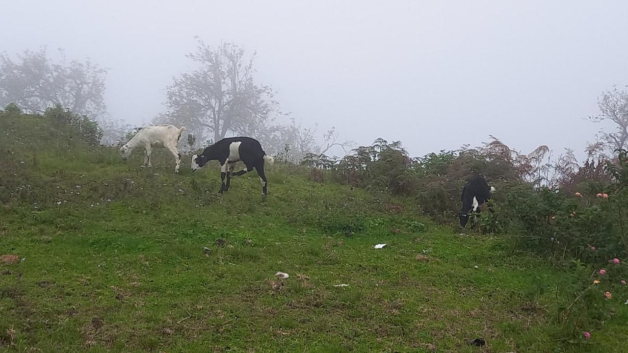 Salora Kodai 코다이카날 외부 사진